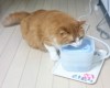水を飲むのが猫のための対策方法＠獣医の見解も紹介