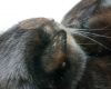 猫の耳の後ろがハゲてる！考えられる薄毛の原因と対処法